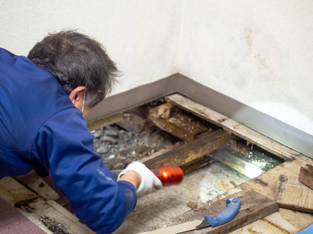 Best Water Damage Restoration  in Tremont, IL