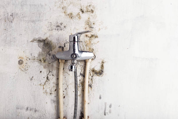 Best Certified Mold Removal  in Tremont, IL