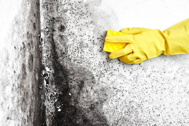Best Mold Removal Specialists  in Tremont, IL
