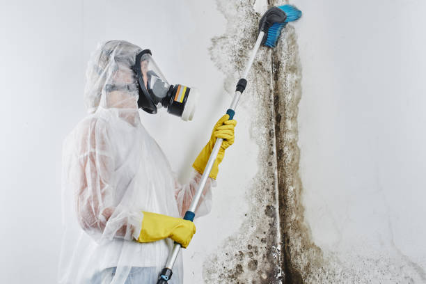 Best Crawl Space Mold Removal  in Tremont, IL