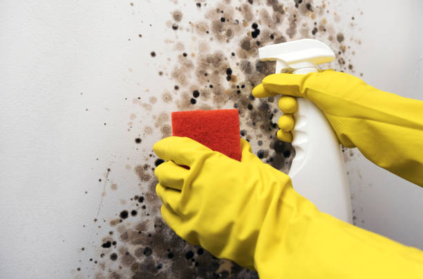 Home Mold Removal in Tremont, IL