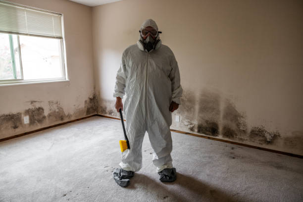 Best Office Mold Removal Services  in Tremont, IL