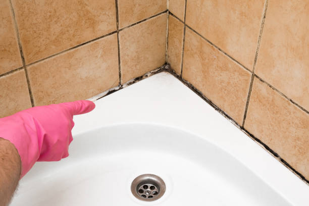Best Mold Damage Repair  in Tremont, IL