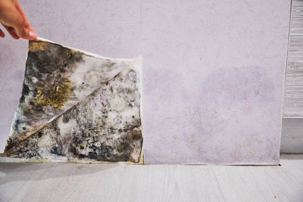 Best Attic Mold Removal  in Tremont, IL